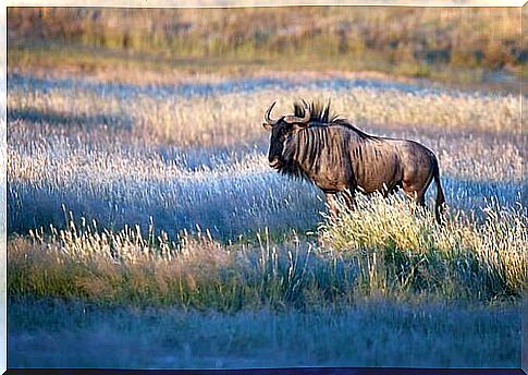 Wildebeest in Africa