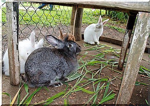 Differences between rabbits and hares