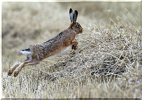 a hare jumping among the wheat