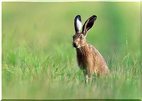 a hare in danger position in the grass