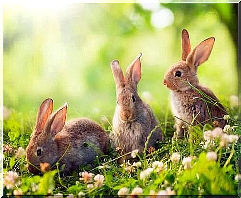 three rabbits graze among flowers and grass