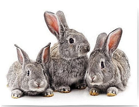 three gray rabbits are resting 