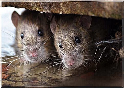 Discover the extraordinary intelligence of mice