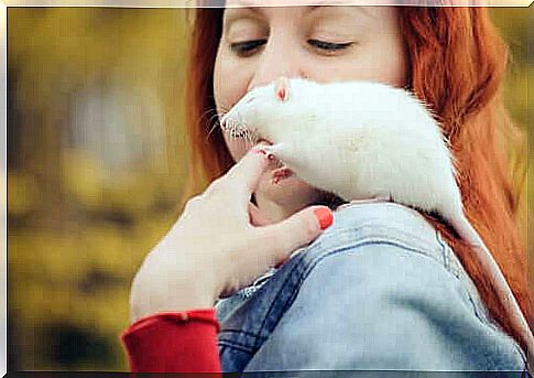 The intelligence of mice is such that they make excellent pets