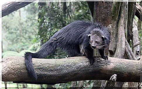 Il binturong e la coda prensile.