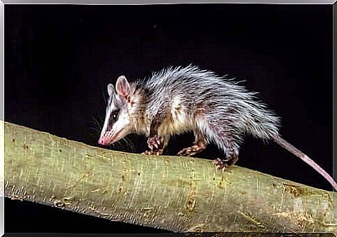 Virginia opossum on tree.