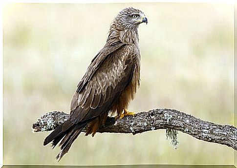 Discovering the black kite, the most widespread bird of prey in the world