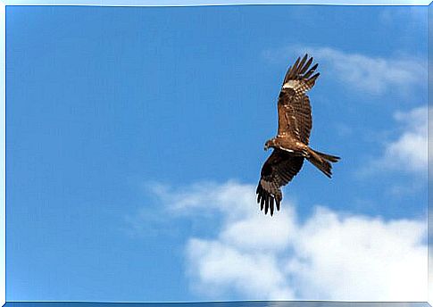 Black kite flies with open wings