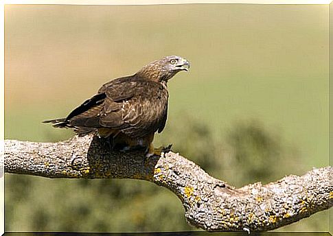 Black kite on a branch with its beak open