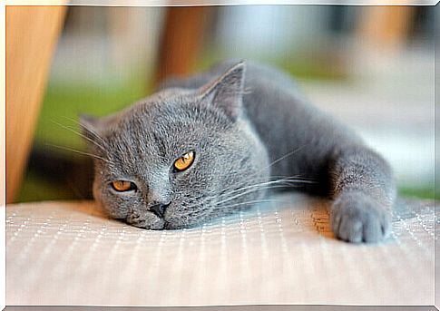 Disease symptoms in cats