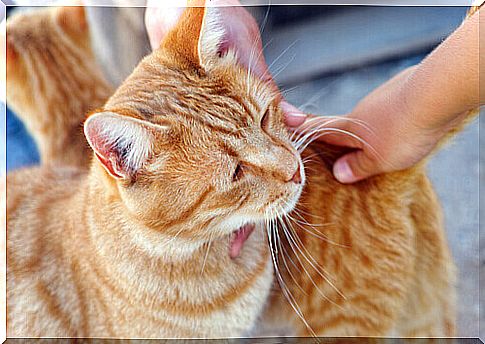 caresses-cat-orange