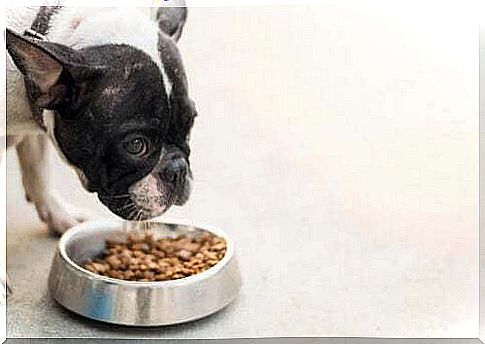 Diseases associated with dog food