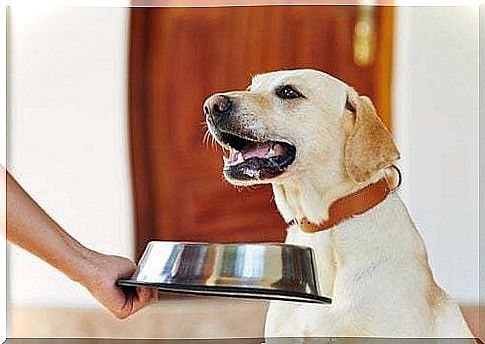 Dog diet depending on the breed