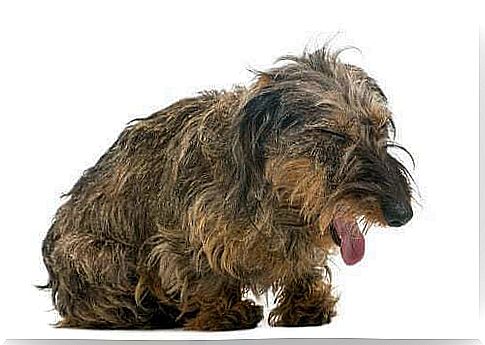 Respiratory problems in dogs