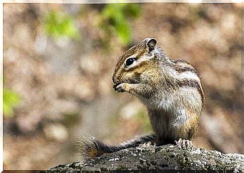 Diseases that the Japanese squirrel can suffer from