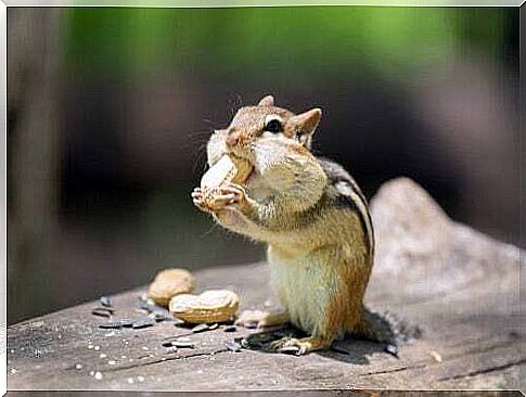 Korean squirrel eating.