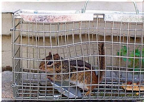 Squirrel in a cage.