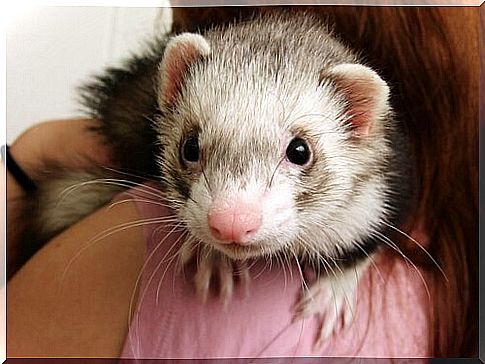 Distemper in ferrets: causes, symptoms, and treatment