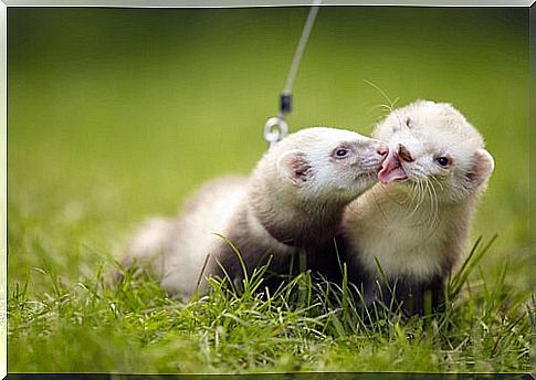 Pair of ferrets on a leash lick each other