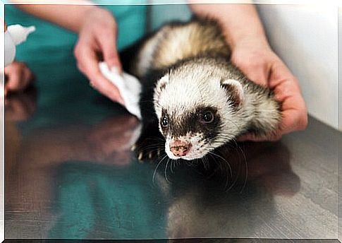 Veterinarian palpates the body of a ferret to examine it