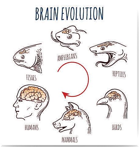 Evolution of the brain in animals.