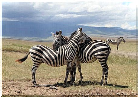 Do animals have a conscience?  Pair of zebras.