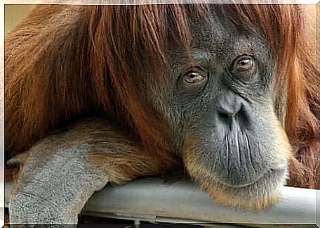 The debate regarding the presence of emotions and feelings in animals is still open.  Monkey looking sad.