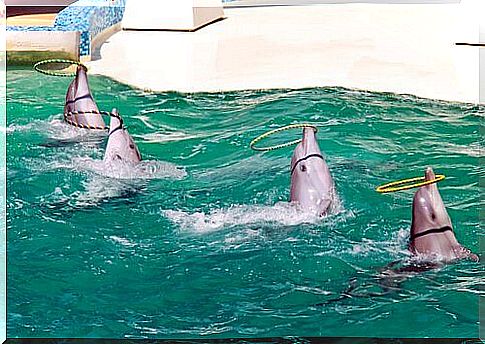 four dolphins during a show in a dolphinarium