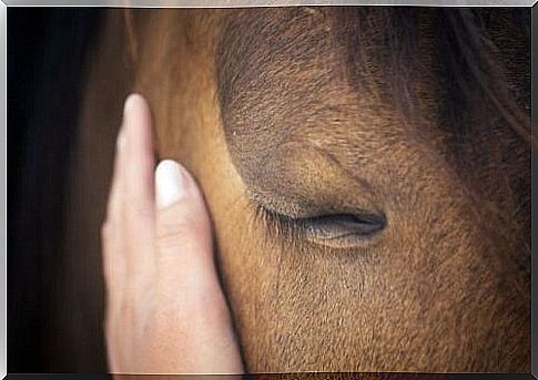 Do horses have the ability to think?