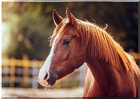 Horse in the corral 