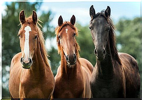 3 wild horses 