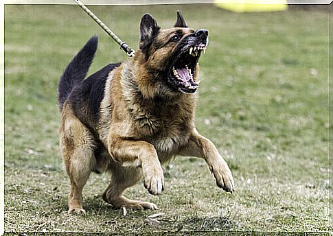 Do you have an aggressive dog?  Here's what to do