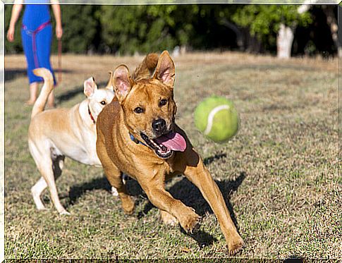 What to do with an aggressive dog