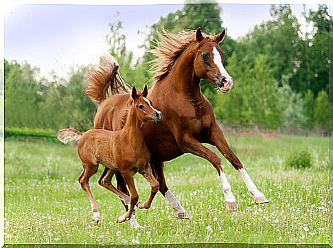 mare and foal