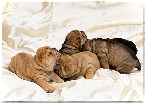 Do you know the Shar Pei?