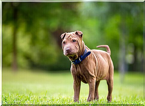 Shar Pei (1)