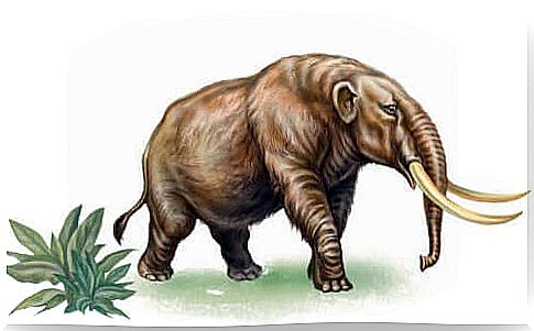 Do you know the story of the extinct mastodon?