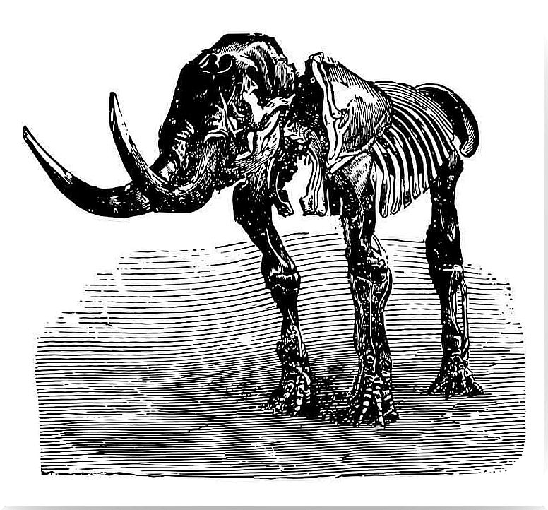 representation of the skeleton of an extinct mastodon