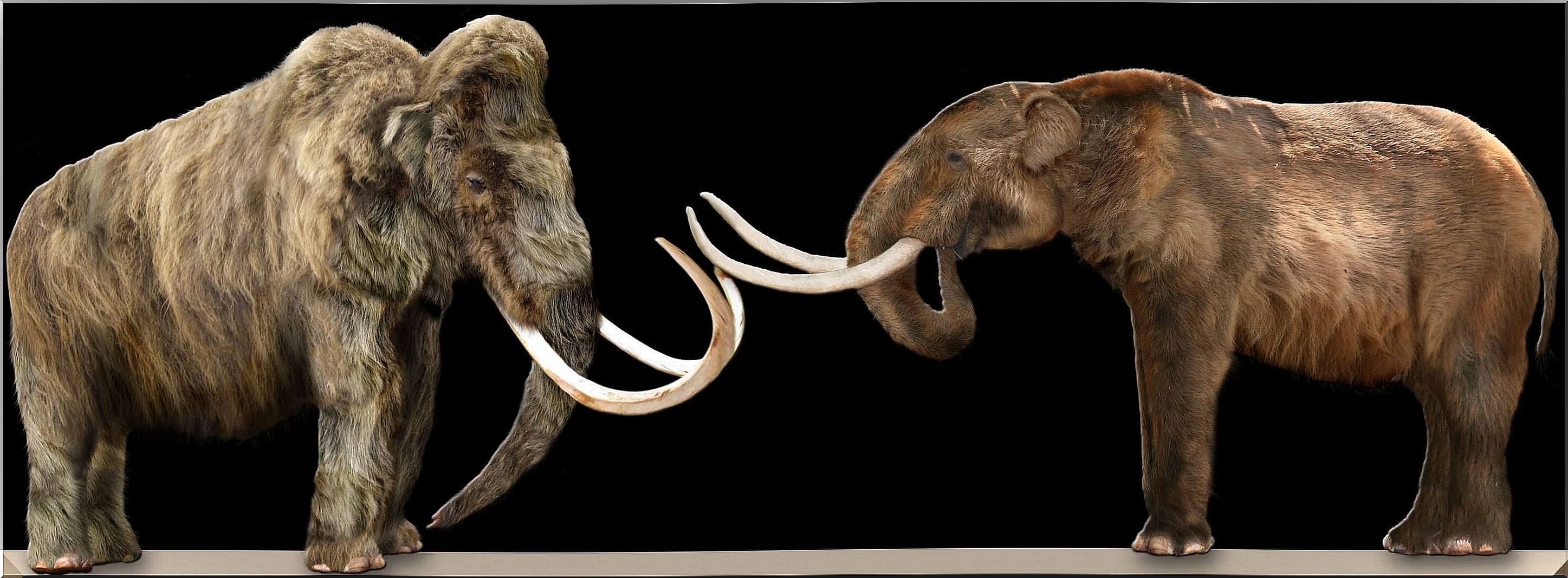 il mastodonte estinto presentava caratteristiche differenti da quelle del mammut