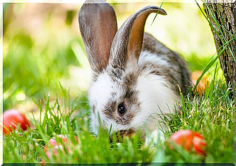 curiosity about rabbits