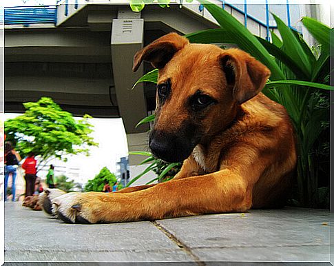 Does your dog eat plants?  Here's how to avoid it