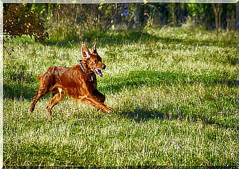 Does your dog eat plants?  Here's how to avoid it