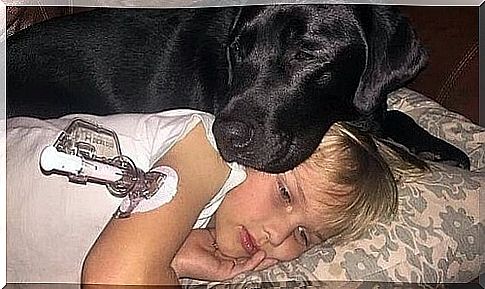 Dog saves the life of a child with diabetes