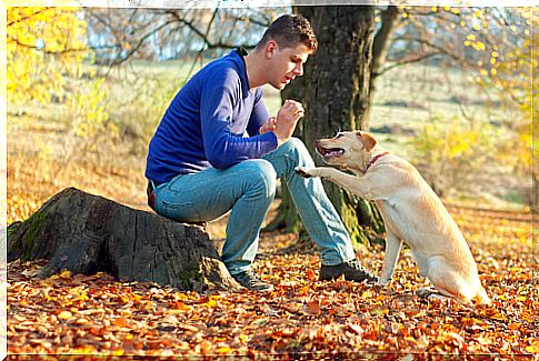 Dog training: 6 tips