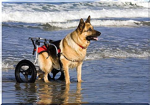 Dog trolleys: advantages and models