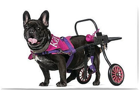 Dog with trolley