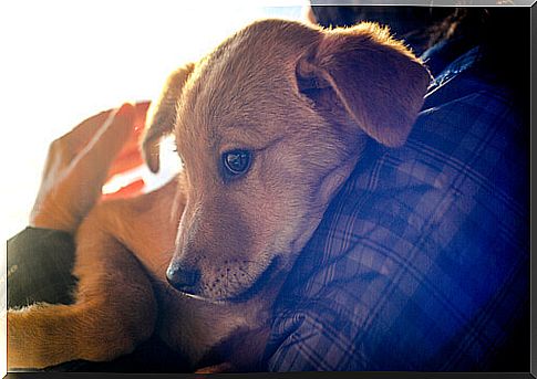 Dogs as a therapy for prisoners