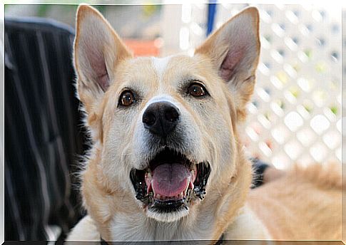 Dogs know how to listen like no other