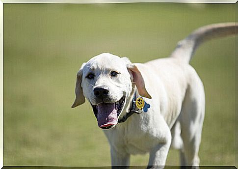 your-dog-is-hearing-from-you