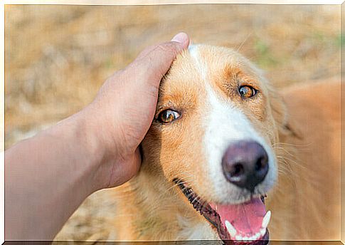 hand-stroking-the-dog